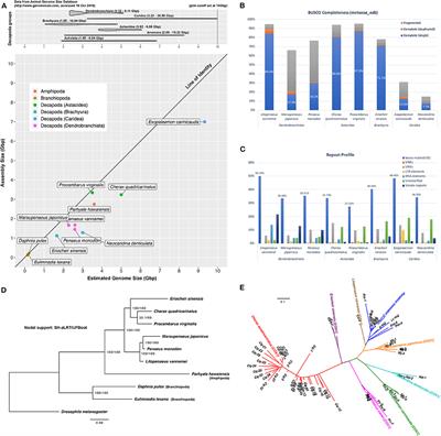 A Giant Genome for a Giant Crayfish (Cherax quadricarinatus) With Insights Into cox1 Pseudogenes in Decapod Genomes